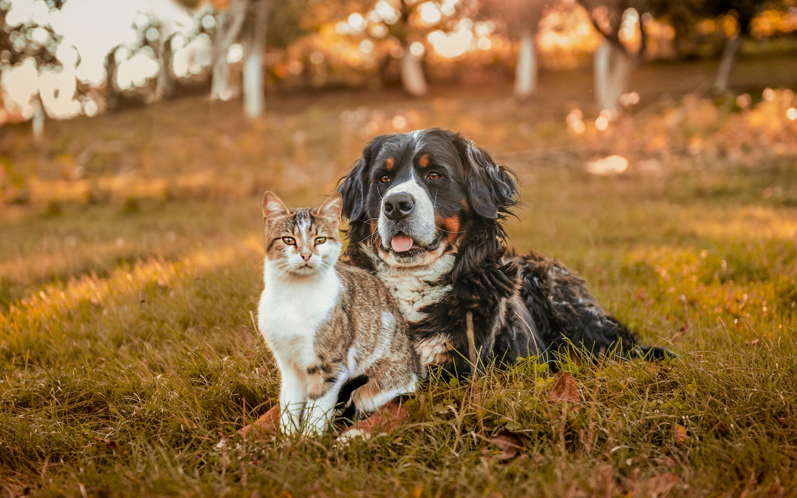 Hund og katt